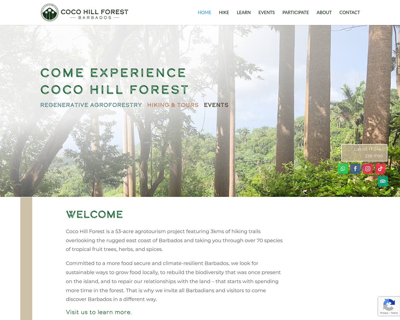 Coco Hill Forest